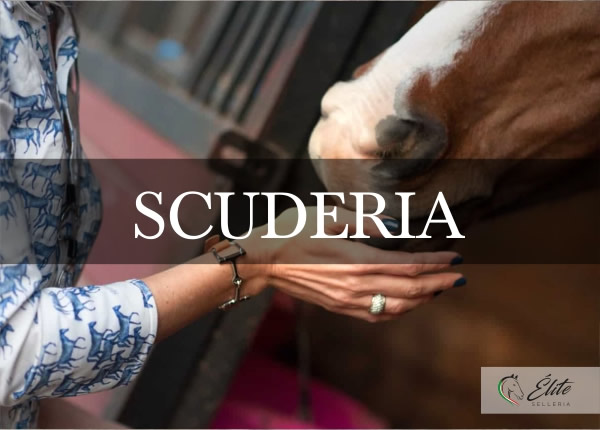 Selleria Élite del cavallo, vendita online articoli per la scuderia